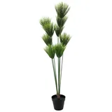 Europalms Papyrus, 150cm