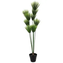 Europalms Papyrus, 150cm