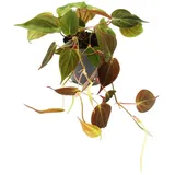 Exotenherz Philodendron Micans Dunkler Kletternder Baumfreund 12cm Topf