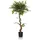HJH Office Kunstpflanze FICUS I 120 cm