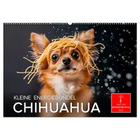 Calvendo Chihuahua - kleine Energiebündel (Wandkalender 2026 DIN A2