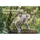 Seelenzauber Koalazauber Immerwährender Kalender DIN A3 Koalabären, Koala - Seelenzauber