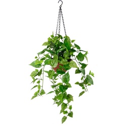 Kunstpflanze Efeutute, my home, Höhe 96 cm, Im Topf, mit Hängeampel, künstliche Hängepflanze grün
