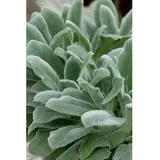 Pflanzen Für Dich Stachys byzantina Wollziest Silbrig Ca. 9x9 cm Topf