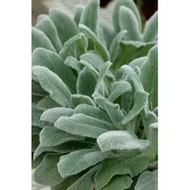 Pflanzen Für Dich Stachys byzantina Wollziest Silbrig Ca. 9x9 cm Topf