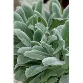 Pflanzen Für Dich Stachys byzantina Wollziest Silbrig Ca. 9x9 cm Topf