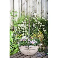 Pflanzen Für Dich Salix caprea 'Pendula', Kätzchenweide, hängend, 80