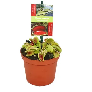 EXOTENHERZ Zimmerpflanze Venusfliegenfalle - Dionaea muscipula - 9cm Topf