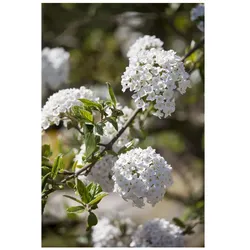 Viburnum burkwoodii, Duft-Schneeball, immergrün, 60–80 cm