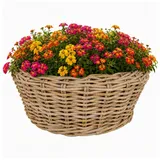 Van der Leeden Blumentopf 56x23cm Rattan Sylter Korb Drypot 31L (Stück, 1 St., Packung), Indoor & Outdoor, Rattan, 31 L, Naturprodukt, incl. Kunststoffeimer braun