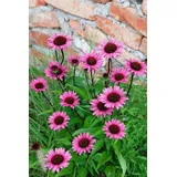 PlantaPro Echinacea purpurea 'Fatal Attraction' 11x11 cm Topf – Winterhart, Mehrjährig, Pflegeleicht – Purpur-Sonnenhut – Staude für Beet & Garten