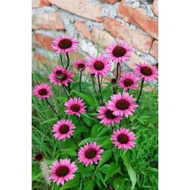 PlantaPro Echinacea purpurea 'Fatal Attraction' 11x11 cm Topf – Winterhart, Mehrjährig, Pflegeleicht – Purpur-Sonnenhut – Staude für Beet & Garten