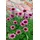 PlantaPro Echinacea purpurea 'Fatal Attraction' 11x11 cm Topf – Winterhart, Mehrjährig, Pflegeleicht – Purpur-Sonnenhut – Staude für Beet & Garten
