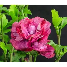 Dehner Hibiskus Maike, - Garten-Eibisch
