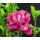 Dehner Hibiskus Maike, - Garten-Eibisch
