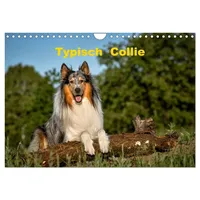 Calvendo Typisch Collie (Wandkalender 2026 DIN A4 quer), CALVENDO