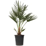 Plant in a Box - Chamaerops humilis Höhe 70-80cm