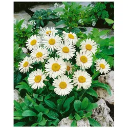 Aster alpinus 'Weiße Schöne', Alpenaster, weiß, ca. 9x9 cm Topf