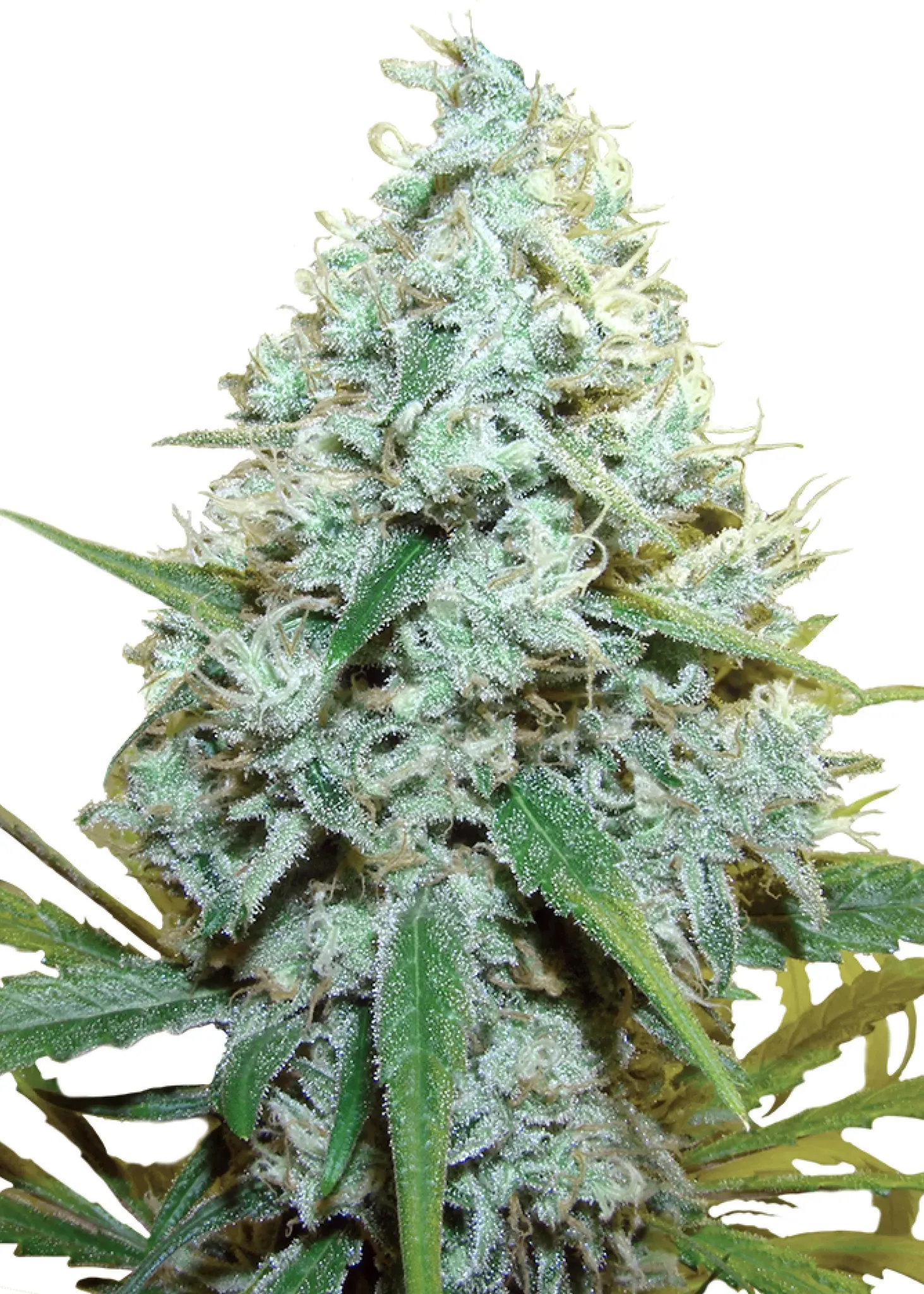 Royal Queen Seeds AMG 3 Samen