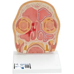 Kopfmodell frontal geschnitten in anatomischer Höhe der Nasennebenhöhlen (mit Si...