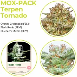 Mox Pack Terpen-Tornado Collection | Feminisiert | 9 Samen