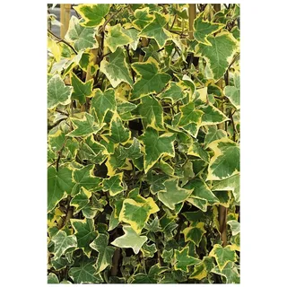 Pflanzen Für Dich Hedera helix 'Goldchild', Efeu, gelb-grün, ca. 9x9 cm Topf