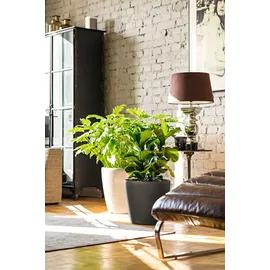 LECHUZA Classico LS 35 Komplettset Ø 35 x 33 cm anthrazit metallic