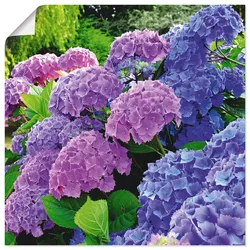 Wandbild ARTLAND "Hortensien im Garten", lila (farbe bild(er): lila), B:50cm H:50cm, Bilder, als Alubild, Outdoorbild, Leinwandbild, Poster, Wandaufkleber
