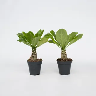 Plant in a Box - Brighamia Insignis - Höhe 25-35cm - Topf 12cm