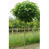 Kugel-Trompetenbaum, Catalpa bignonioides Nana, Höhe: 250 cm, Stammhöhe: 180 cm