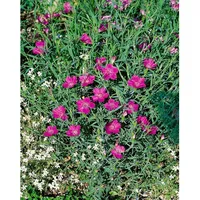 Pflanzen Für Dich Dianthus sylvestris, Wildnelke ca. 9x9 cm
