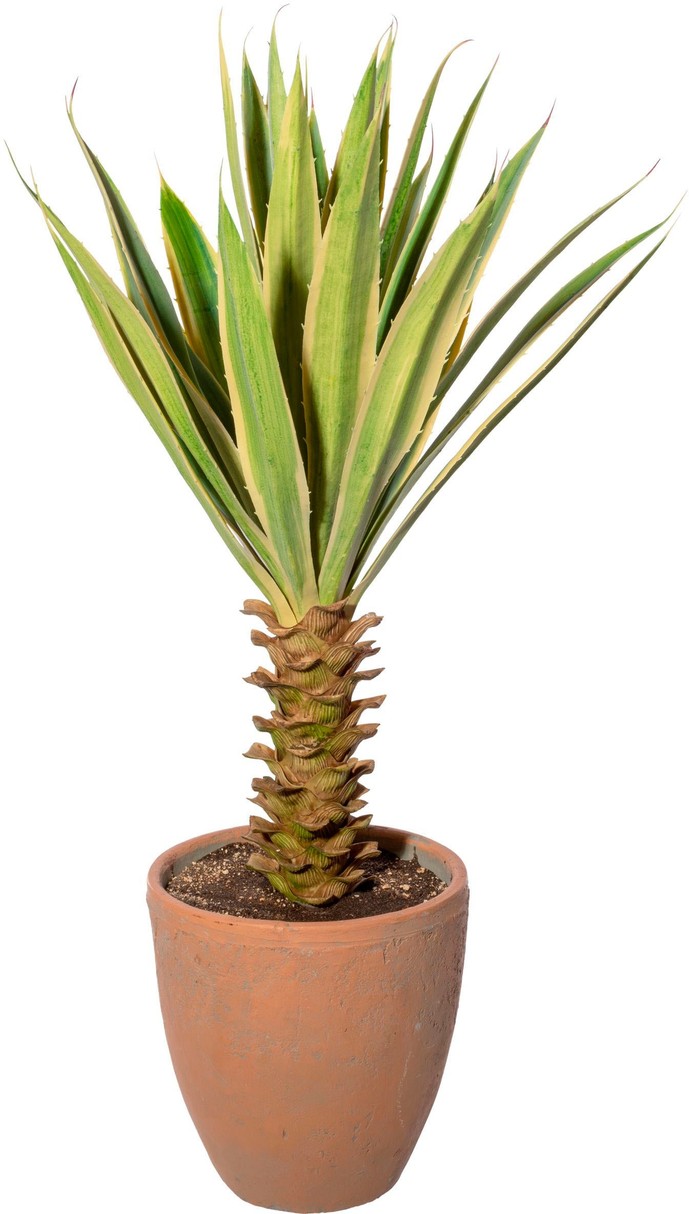 Creativ green Künstliche Zimmerpflanze »Yucca im Terracottatopf« Creativ green grün