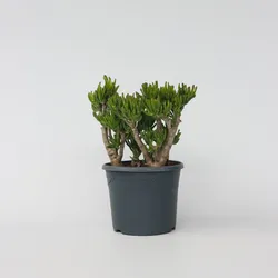 Plant in a Box - Jadepflanze - Crassula ovata 'Hobbit' - Höhe 55-60cm - Topf 30cm