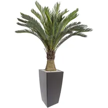 Creativ green »Cycaspalme« grün