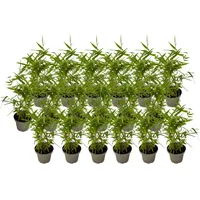 Plant in a Box - Bambus - 18er-Set -