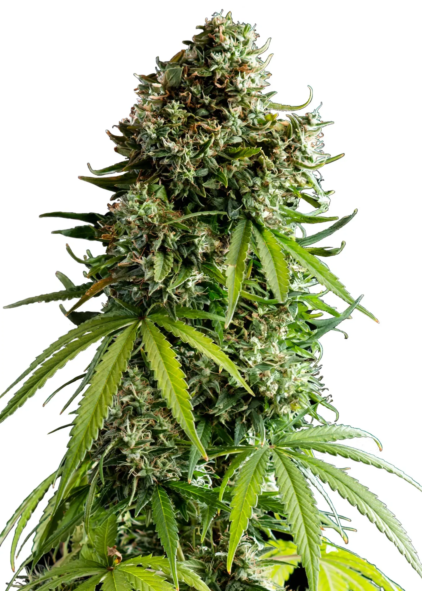 Royal Queen Seeds NYC Sour D Auto  3 Samen