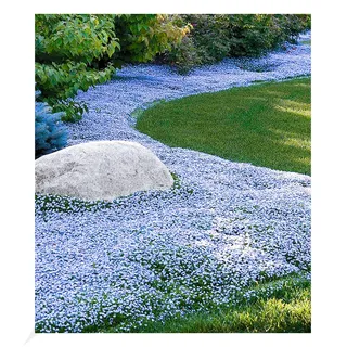 BALDUR Garten Winterharter Bodendecker Isotoma 'Blue Foot®', 3 Pflanzen Isotoma fluviatilis trittfest, Blauer Bubikopf Gaudich Rasen-Ersatz, Polsterstaude, winterharte Staude, mehrjährig, blühend