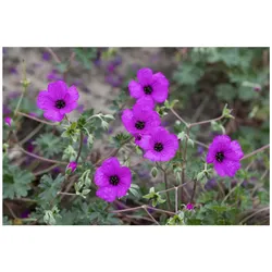 Geranium cinereum subcaulesc. 'Giuseppii', leuchtend rosa, ca. 9x9 cm Topf