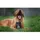 Tales & Tails Bauchpinsler Snack 1 x 325 g
