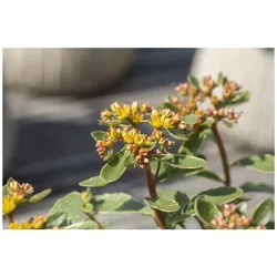 Sedum kamtschaticum 'Variegatum', Fetthenne, buntlaubig, ca. 9x9 cm Topf
