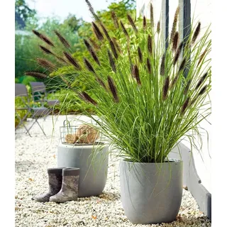 BALDUR Garten 1x Schwarzes Lampenputzergras, Pflanze im 9x9 cm-Topf, Ziergras, winterharte Staude, trockenresistent, mehrjährig, blühend, Pennisetum alopecuroides var. viridescens, Federborstengras