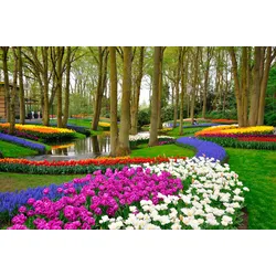 Fototapete PAPERMOON "Tulips in Keukenhof Park", bunt (mehrfarbig), B:4m L:2,6m, Vlies, Tapeten