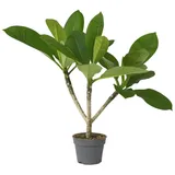 Plant in a Box - Plumeria rubra - Höhe 45-55cm - Topf 17cm