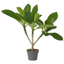 Plant in a Box - Plumeria Höhe 45-55cm - Topf 17cm