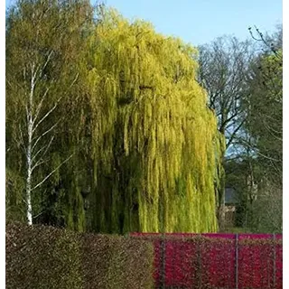 Trauerweide 100-125cm - Salix alba - lebende Gartenpflanze aus den Baumschulen