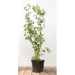 Ribes alpinum 'Schmidt', Alpen-Johannisbeere, 40–60 cm, kompakt