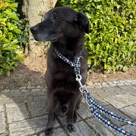 EQuest Halsband & Führleine Ultimo für Hunde im Set - Blue Boy, 35 cm