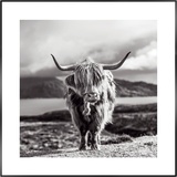 REINDERS! Wandbild »Slim Frame Black 50x50 Highland Cow«, schwarz