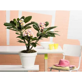 Plant in a Box - Plumeria rubra - Höhe 45-55cm - Topf 17cm