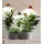 Parus by Venso SUNLiTE 7W LED Pflanzenlampe Rot